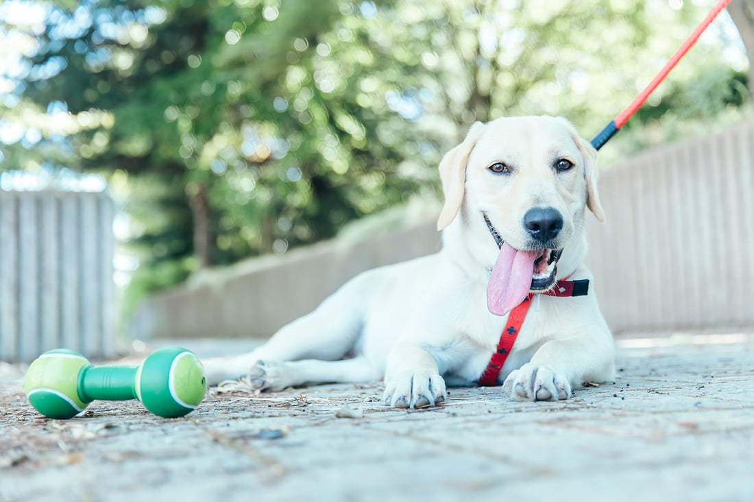 PetBasics